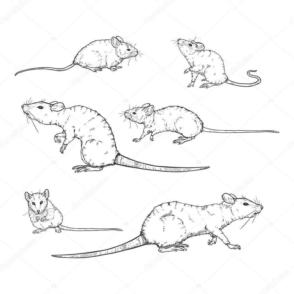 Лежачая крыса рисунок