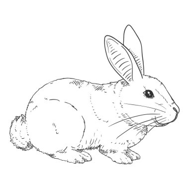 Vektör Çizim Tavşanı. Bunny Hand Çizim Çizimi