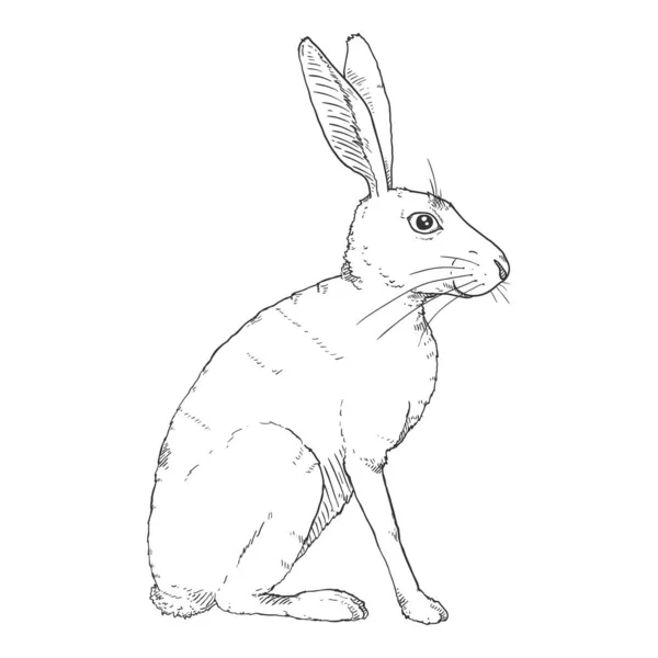 Vector Sketch Sitzender Hase Handgezeichnete Illustration Von Jackrabbit — Stockvektor