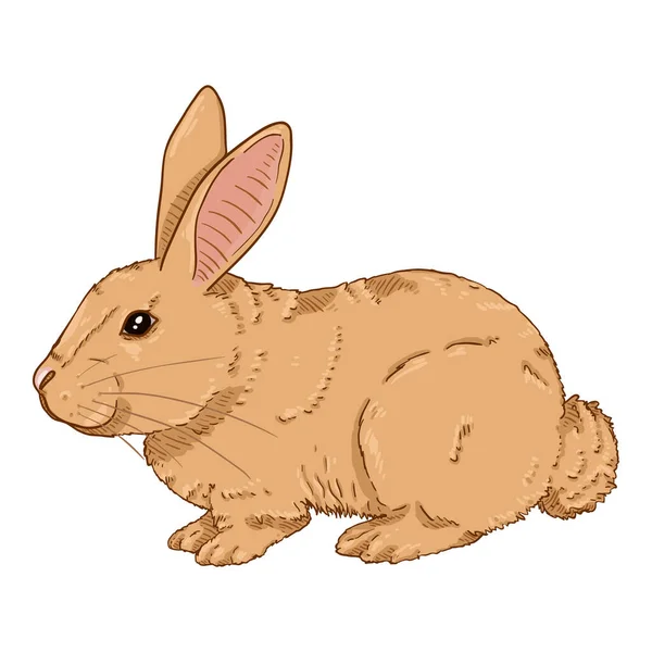 ベクトル漫画小さな茶色のウサギ — ストックベクタ