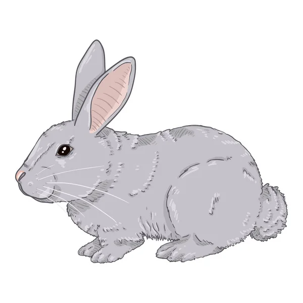 Vector Cartoon Kleines Graues Kaninchen — Stockvektor