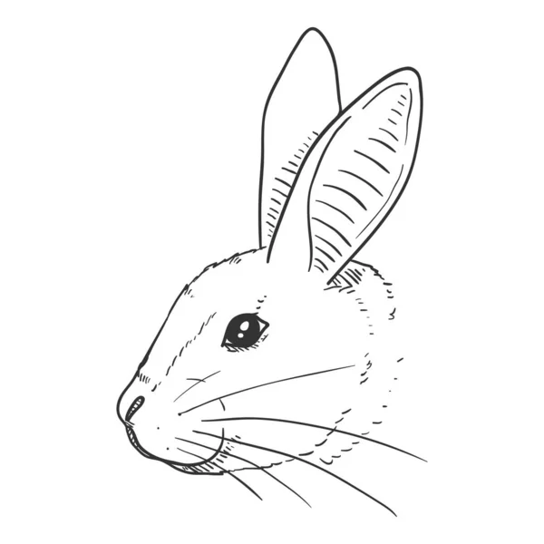病媒素描兔子头 侧视图 — 图库矢量图片