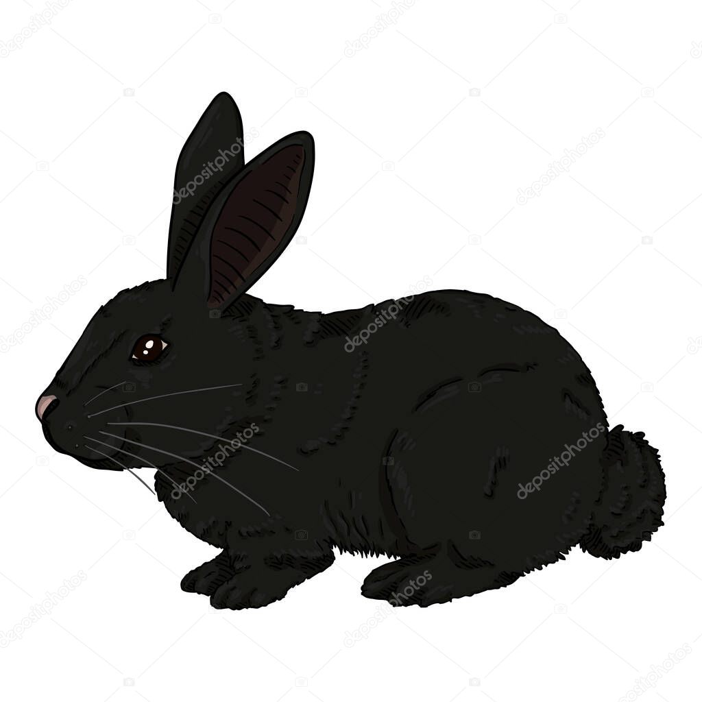 small black rabbit
