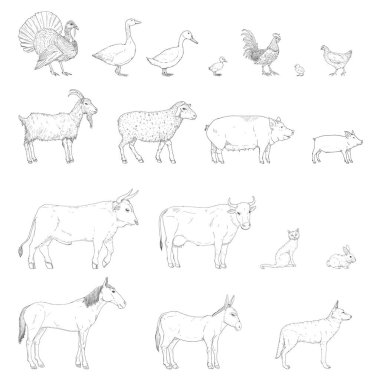 Sketch Farm Animals 'ın Vektör Kümesi. Rustik Evcil Hayvan Koleksiyonu