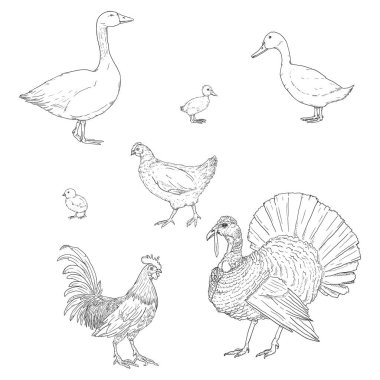Sketch Poultry 'nin vektör kümesi. Çiftlik Kuşları.