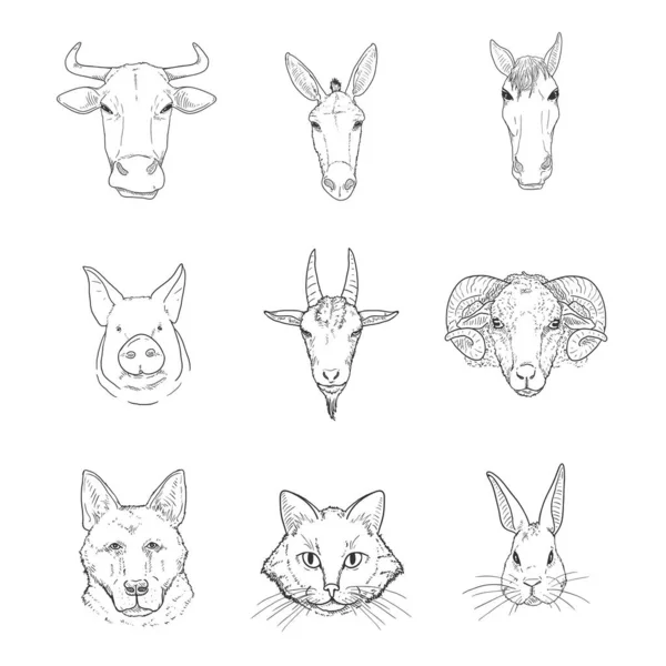 Conjunto Vectorial Cabezas Animales Granja Bocetos Vista Frontal — Archivo Imágenes Vectoriales