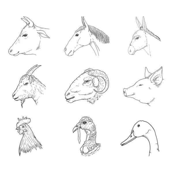 Zestaw Wektorowy Sketch Farm Animals Heads Widok Boku — Wektor stockowy