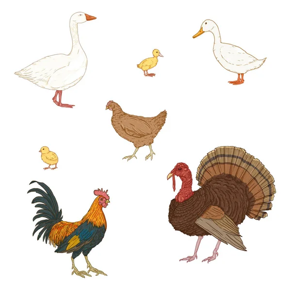 Vector Conjunto Aves Corral Dibujos Animados Aves Granja — Vector de stock