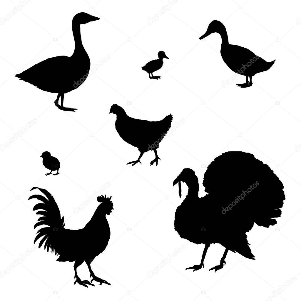 Vector Set of Silhouette Poultry. Farm Birds.