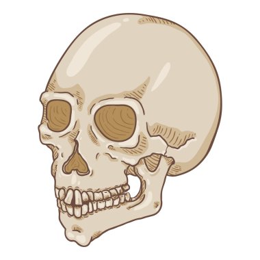 Vektör Çizgi Film Çizimi - Beyaz İnsan Kafatası