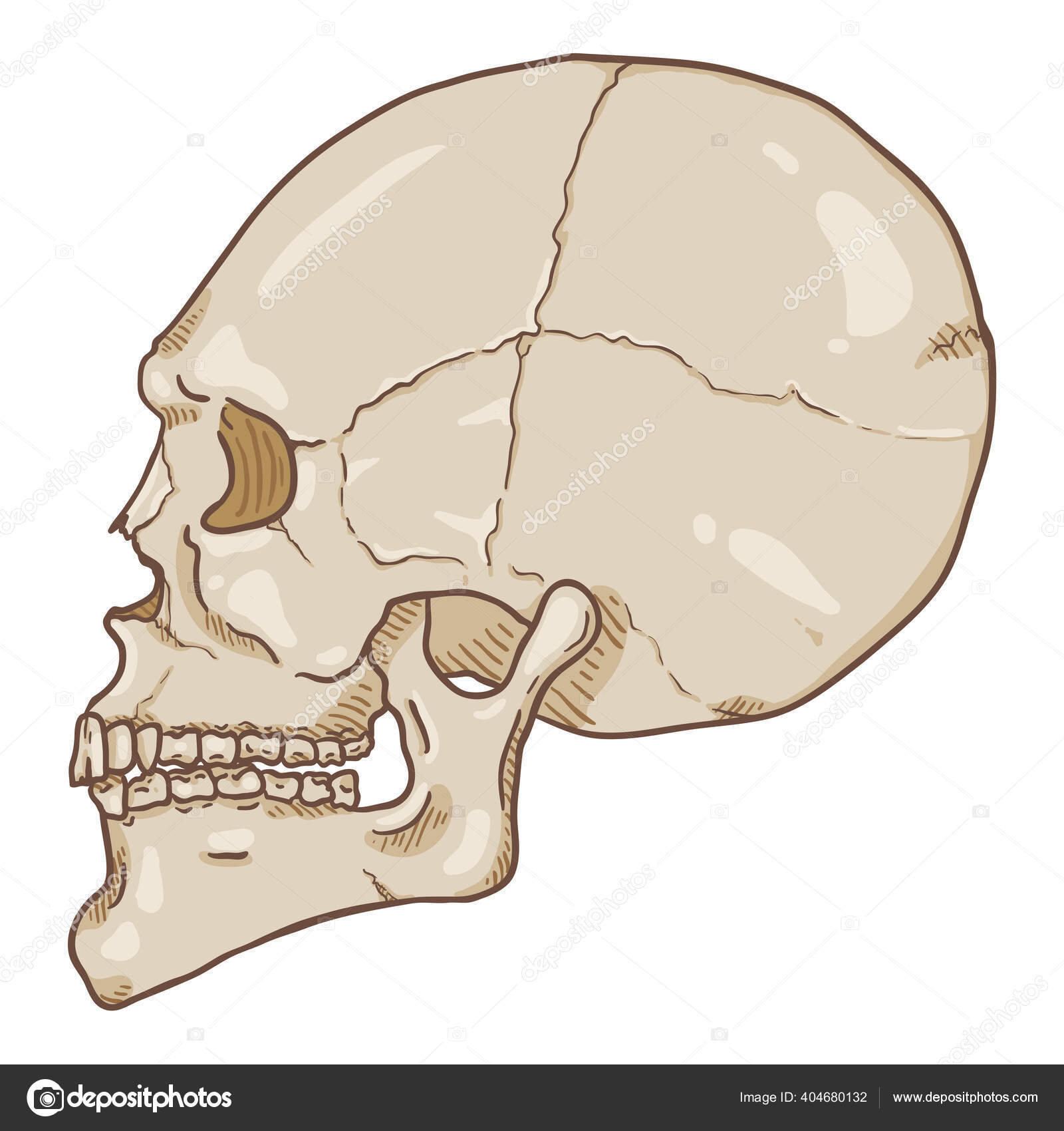 Esboço de anatomia da mandíbula humana, ilustração vetorial no fundo branco