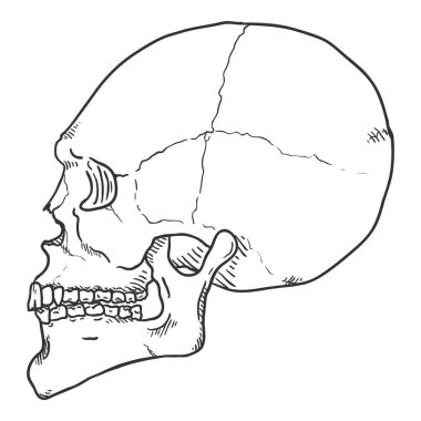 Vektör Tekli Çizim Çizimi - İnsan Kafatası. Yan Görünüm.