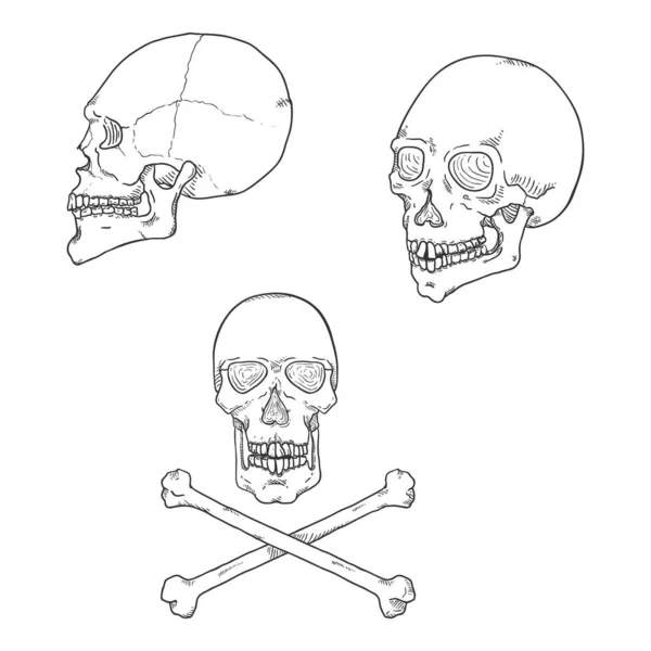 Conjunto Vetores Ilustrações Humanas Crânio Esboço — Vetor de Stock