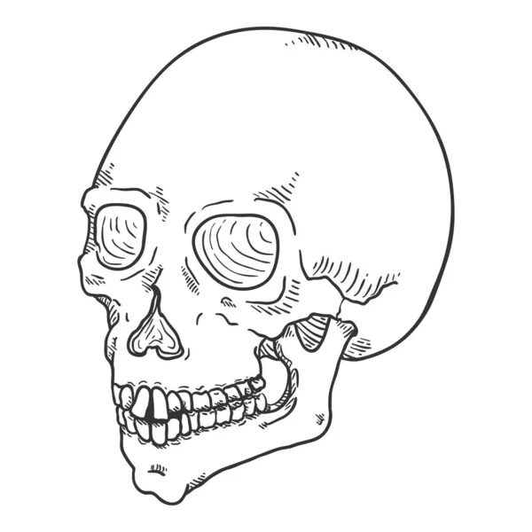 Vector Single Sketch Illustration Human Skull Inglés Hueso Cabeza — Archivo Imágenes Vectoriales