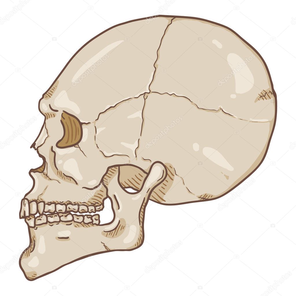 Vector Single Cartoon Illustration - White Human Skull. Side View.