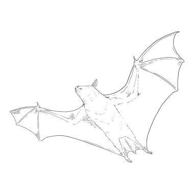 Vektör El Çizimi Yarasa Çizimi