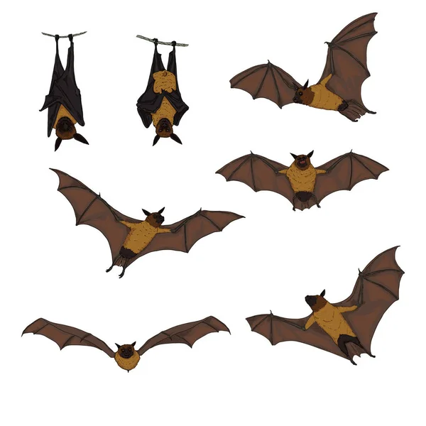 Vector Set Cartoon Flying Foxes Летучие Мыши — стоковый вектор