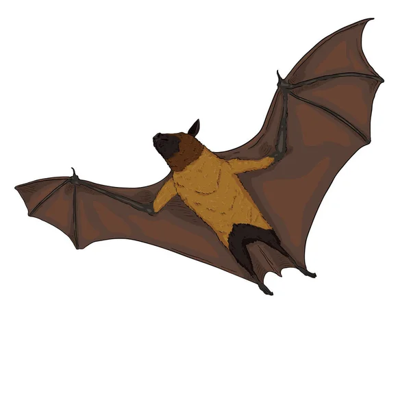 Vector Cartoon Flying Fox Bat Illustration — Stock Vector
