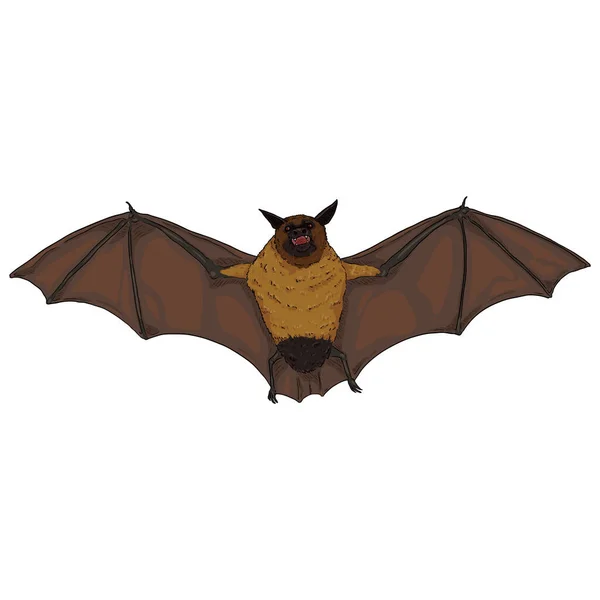 Vector Cartoon Flying Fox Bat Illustration — Stock Vector