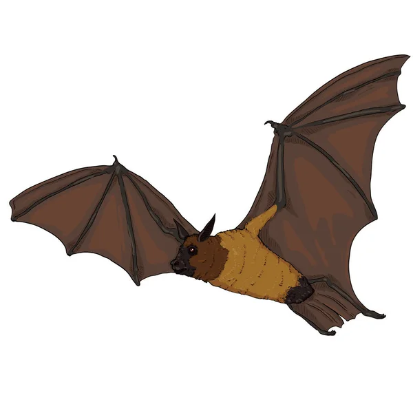 Vector Cartoon Flying Fox Ilustración Murciélagos — Vector de stock