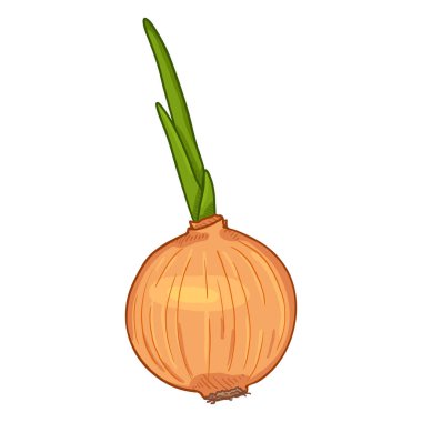 Filizli Vektör Çizgi Filmi Sarı Soğan Ampulü