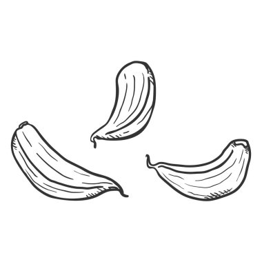 Vektör Karalama Sarımsak karanfilleri