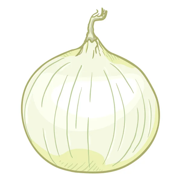 Vector Cartoon White Onion Bulb — Stock Vector