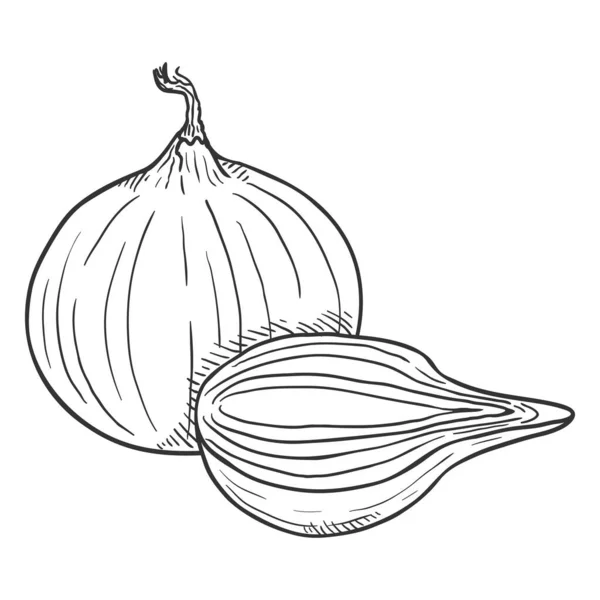 Vector Sketch Onion Bulbo Entero Medio Corte — Vector de stock