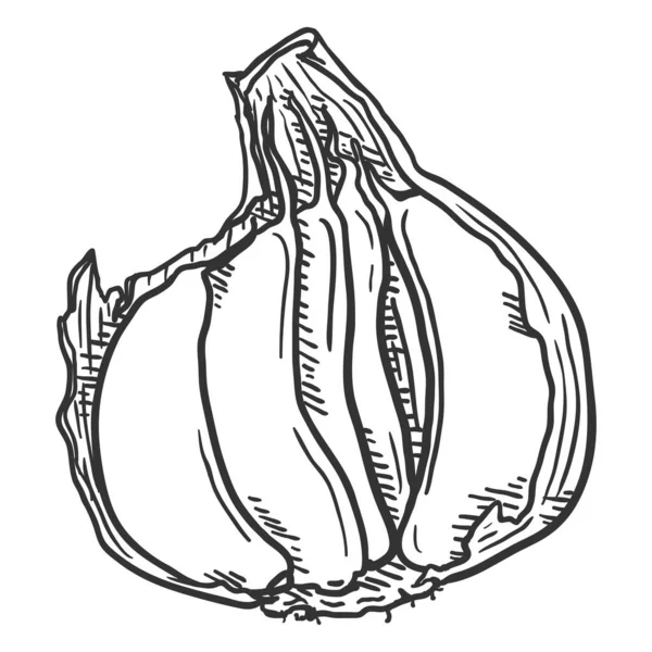 Kabuklu Sarımsak Karanfili Vektörü