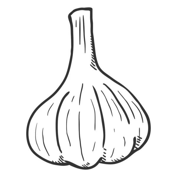 Vector Sketch Garlic Head — Stock Vector