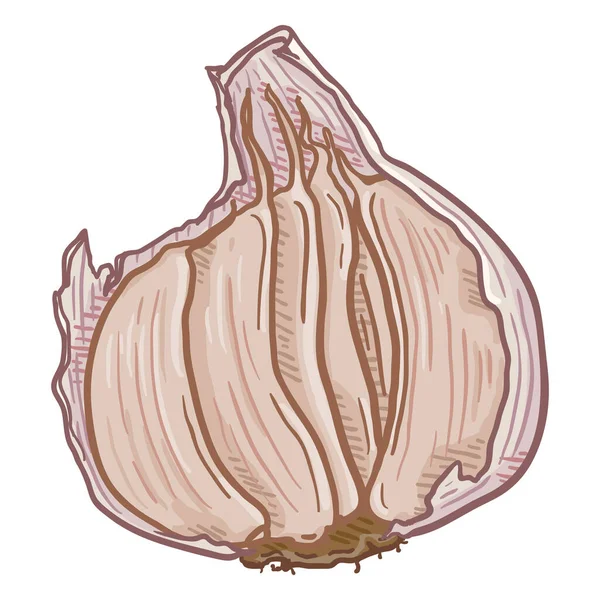 Vector Cartoon Garlic Cloves Peel — Stock Vector