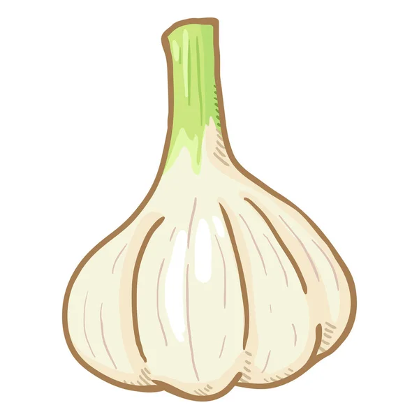 Vector Cartoon Fresh Garlic — Stock Vector