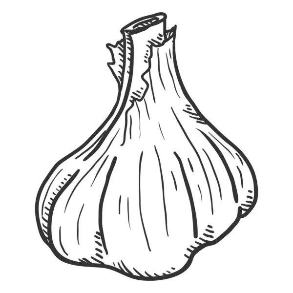 Vector Sketch Garlic Bulb — Stock Vector