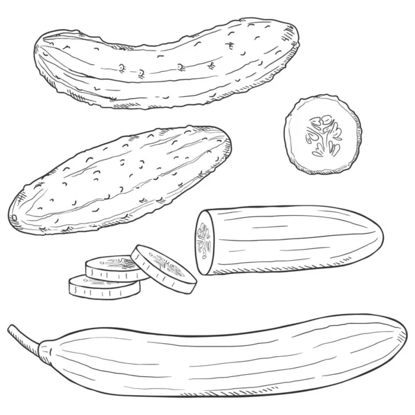 Sketch Salatalıklı Vektör Seti. Tam ve Dilimlenmiş.