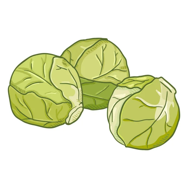 Vector Cartoon Light Brussels Sprouts — стоковый вектор