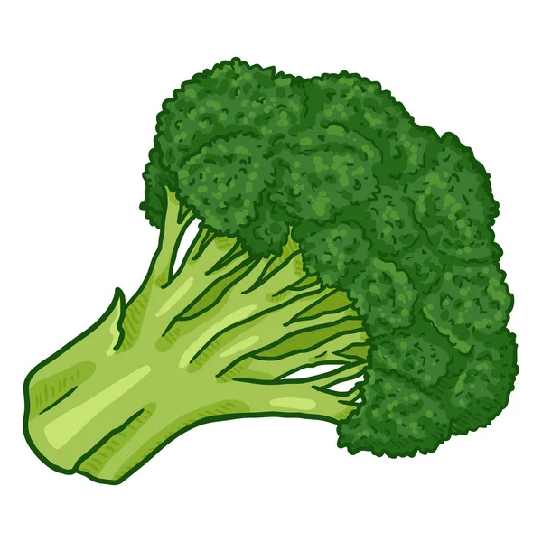 Vektor Tecknad Grön Broccoli — Stock vektor