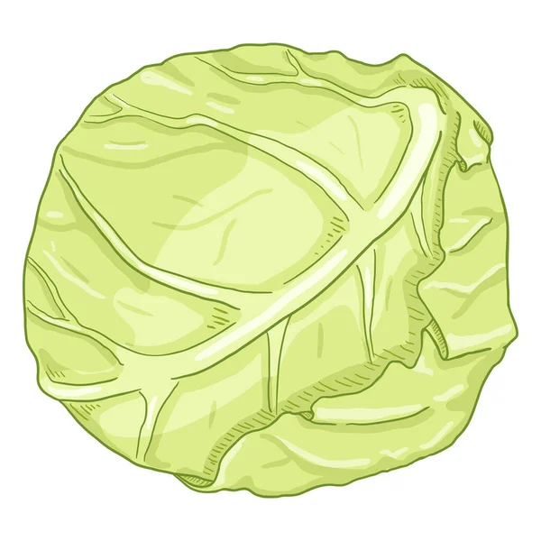 Vector Cartoon White Cabbage — Stock Vector