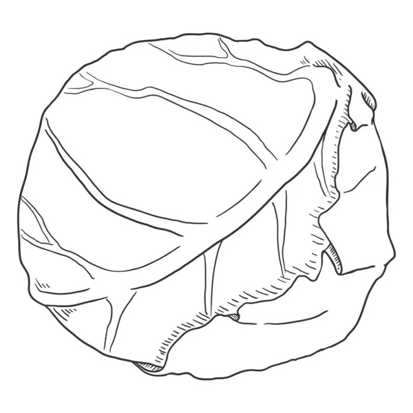 Vector Sketch Head Cabbage — Stock Vector