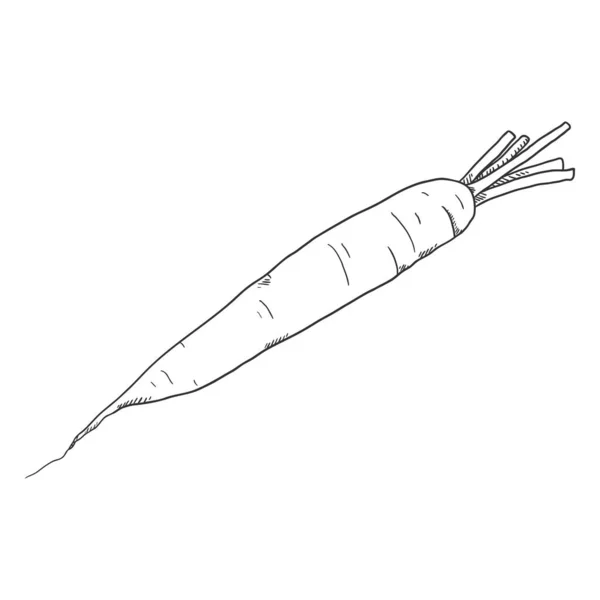 Vector Single Sketch Carrot — Stock Vector
