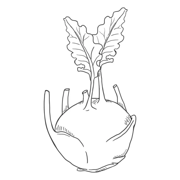 Vector Sketch Kohlrabi Cabbage — Stock Vector