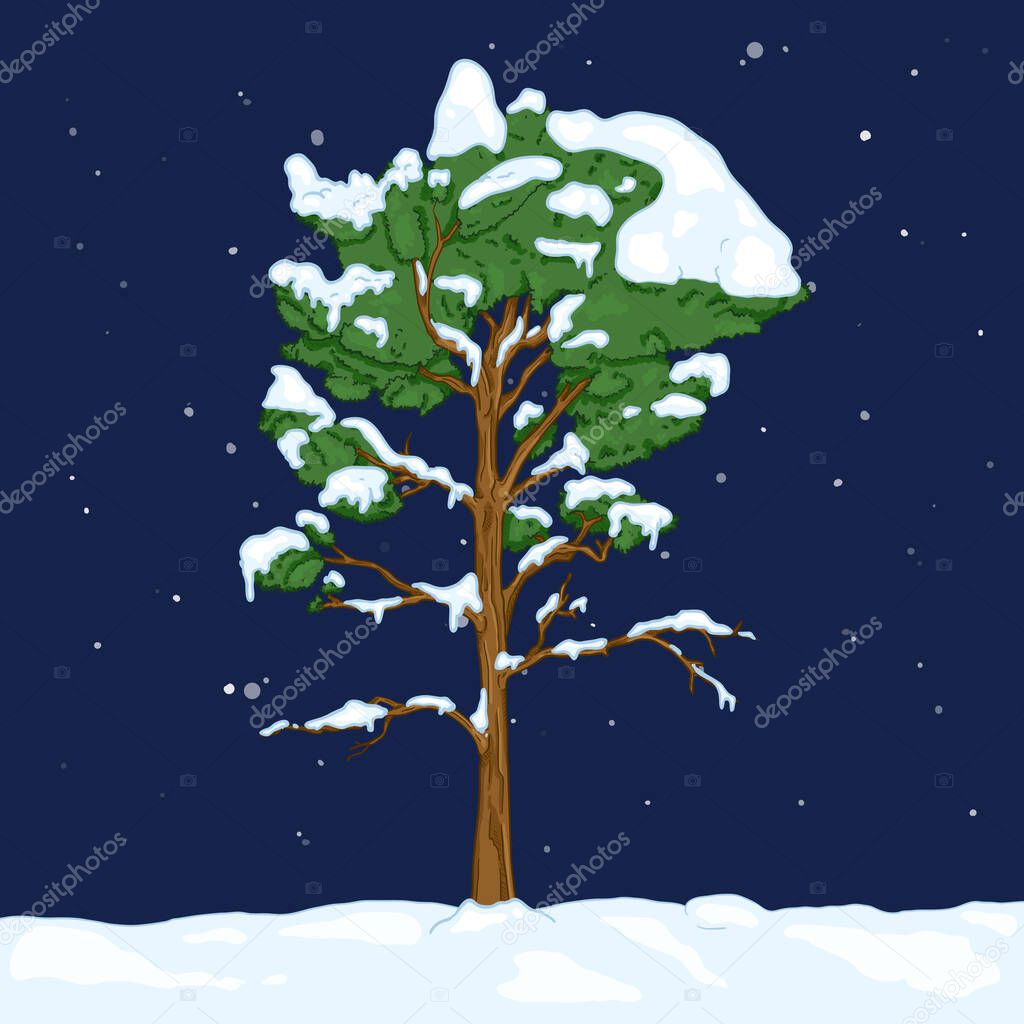 Vector Cartoon Evergreen Pine Tree in Snowy Winter Night. Evergreen Conifer Tree
