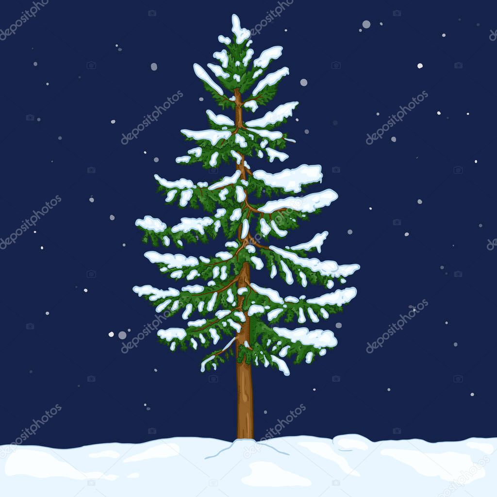 Vector Cartoon Spruce in Snowy Winter Night. Evergreen Conifer Tree