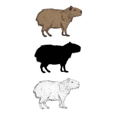 Capybara Illustrations 'ın vektör kümesi. Çizim, Siluet ve Çizgi Film Değişiklikleri