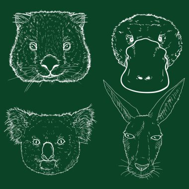 Avustralyalı Hayvanlar Tebeşir Çizimleri Başlıyor