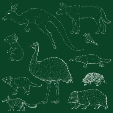 Avustralyalı Hayvanların Tebeşir Taslak Çizimlerinin Vektör Kümesi