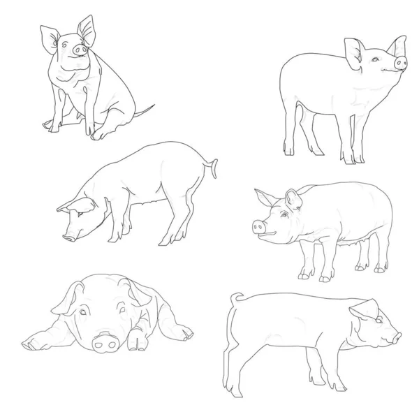 Porcos Desenhados Várias Poses Com Traço Preto Preenchimento Branco — Vetor de Stock