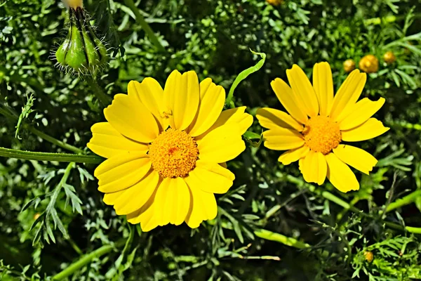 Fondo de primavera con hermosa flor amarilla —  Fotos de Stock