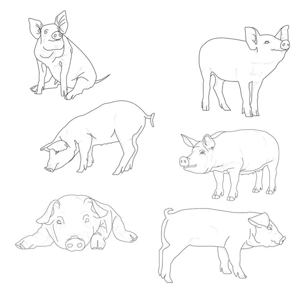 Ilustração vetorial de porco em estilo gráfico — Vetor de Stock