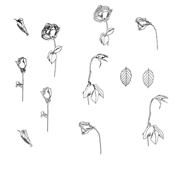 Şakayık ve yaprakları, çiçek tomurcukları ile vektör çiçek seti. Doğrusal vintage grafikler. Çizim. — Stok Vektör