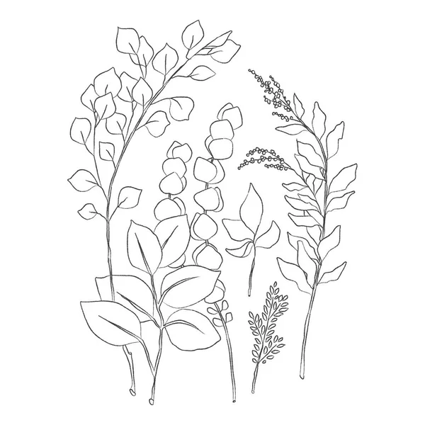 Anémona flores dibujo vector ilustración — Archivo Imágenes Vectoriales